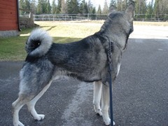 SE J(LÖ)CH Sörombäckens Gottfrid