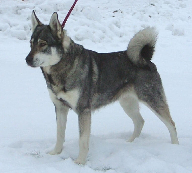 J Härkilas Heija