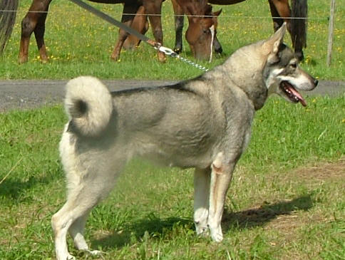 J Härkilas Kaya II