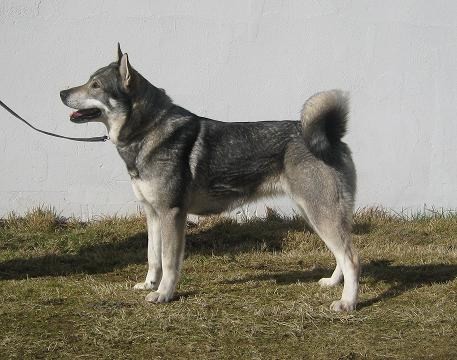 SE J(LÖ)CH Härkilas Rexie