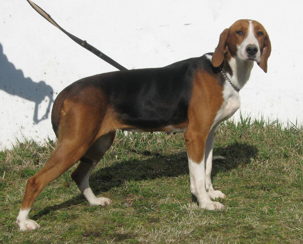 Röraskogens Tai Mintilla