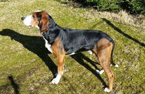 SE UCH RR SE JCH Myrekullas Rami